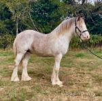 Tango, Yearling Colt