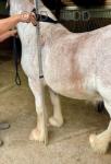 Tango, Yearling Colt