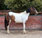 Driving Gelding 