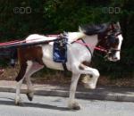 Driving Gelding 