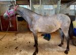 Connemara Yearling Filly