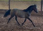 Connemara Yearling Filly