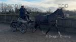 13.2hh Hackney x Driving Gelding 