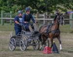 13.2hh Hackney x Driving Gelding 