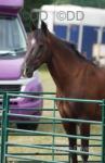 13.2hh Hackney x Driving Gelding 