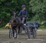 13.2hh Hackney x Driving Gelding 