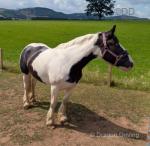 Paige, 14.3hh Mare