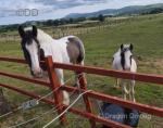Paige, 14.3hh Mare
