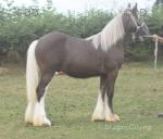 Lowmill Frankie, Yearling Colt