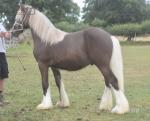 Lowmill Frankie, Yearling Colt