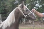 Lowmill Frankie, Yearling Colt