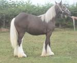 Lowmill Frankie, Yearling Colt