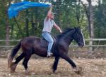 DJ, Riding Gelding 