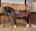 DJ, Riding Gelding 