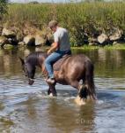 DJ, Riding Gelding 