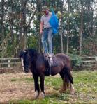 DJ, Riding Gelding 