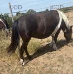 Filly