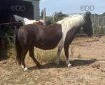 Filly