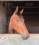 Dolly, 15.2hh Mare