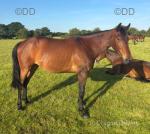 Dolly, 15.2hh Mare