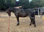 15.3hh Friesian x Mare
