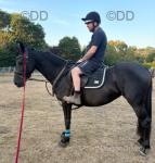 15.3hh Friesian x Mare