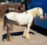 13hh Ride and Drive Mare 