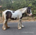Yearling Colt