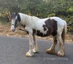 Yearling Colt