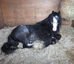 Ride and Drive Colt