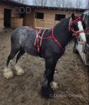 Ride and Drive Colt