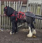 Ride and Drive Colt
