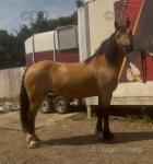14.3hh Ride and Drive Mare