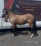 14.3hh Ride and Drive Mare