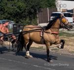 14.3hh Ride and Drive Mare