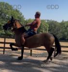 14.3hh Ride and Drive Mare