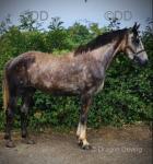Nellie, Filly 