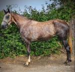 Nellie, Filly 
