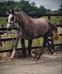 Nellie, Filly 