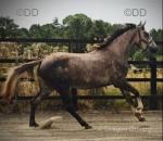 Nellie, Filly 