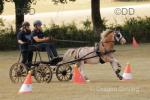 Idyllic Graffiti, 11.3hh Welsh Section A Driving Gelding 
