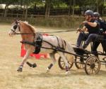Idyllic Graffiti, 11.3hh Welsh Section A Driving Gelding 