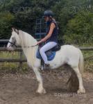 Lenny, 13.1hh Ride and Drive Gelding 