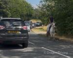 Lenny, 13.1hh Ride and Drive Gelding 