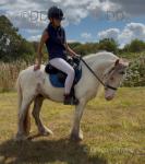 Lenny, 13.1hh Ride and Drive Gelding 