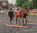 Standardbred x Gelding 