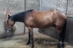 Standardbred x Gelding 
