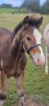 Colt Foal