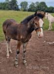 Colt Foal