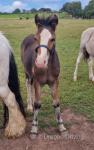 Colt Foal